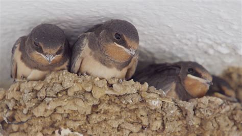 ave que trisa|Golondrina común:características de un ave común.